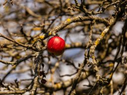 Fotowalk - Bodensdorf - Carinthia Austria